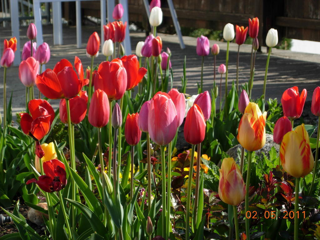 Fruehstueckspension Alpenrose Bed & Breakfast Iselsberg Bagian luar foto